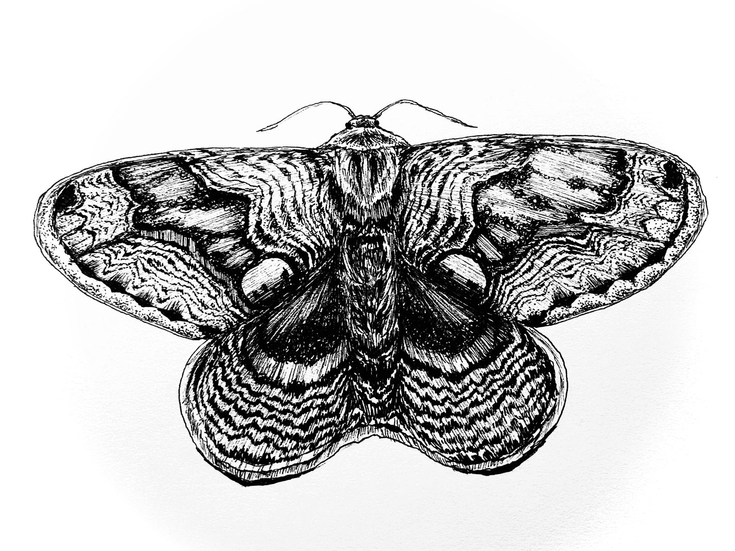Wallich’s Owl Hawkmoth Art Print