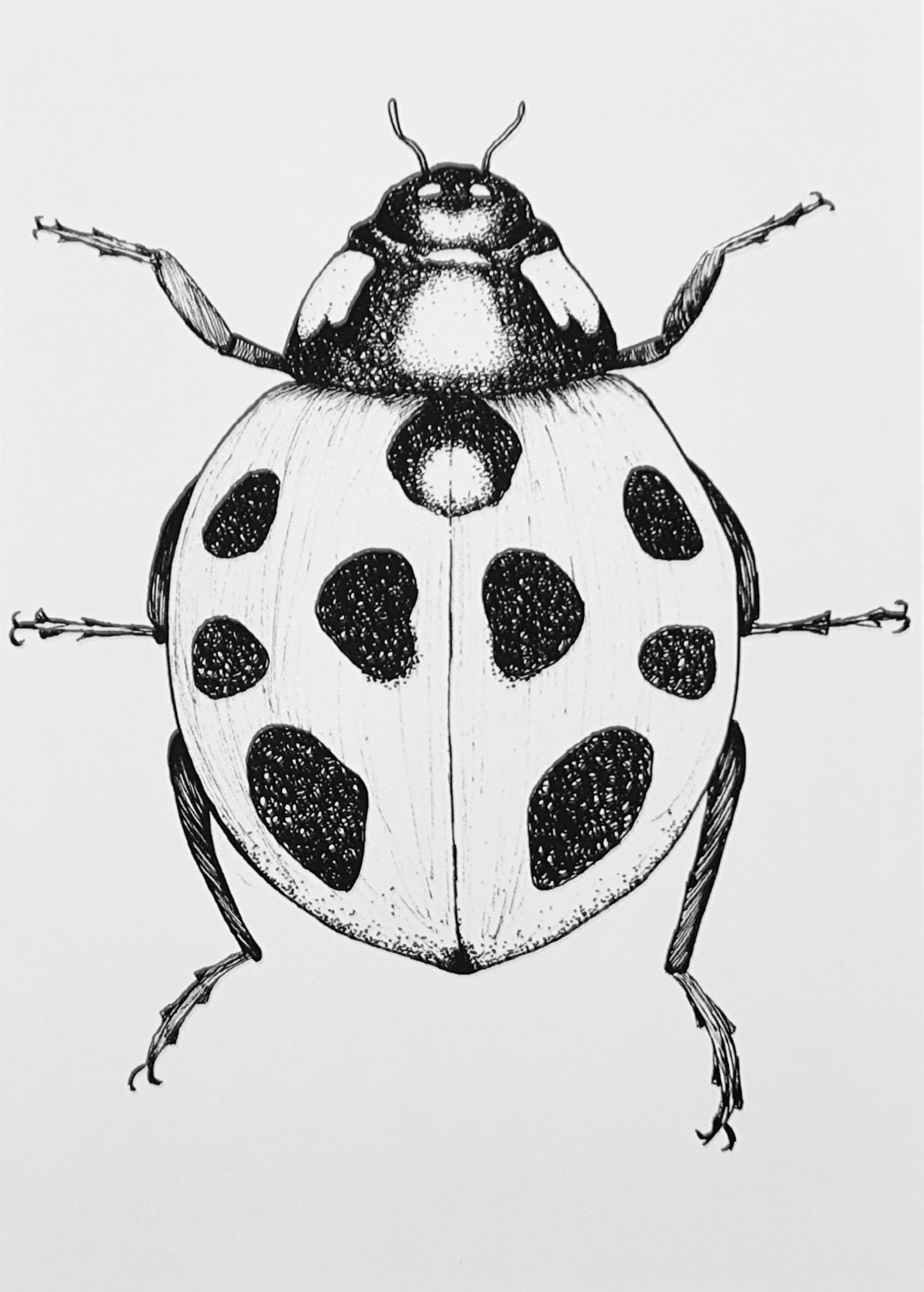 Ladybug Art Print