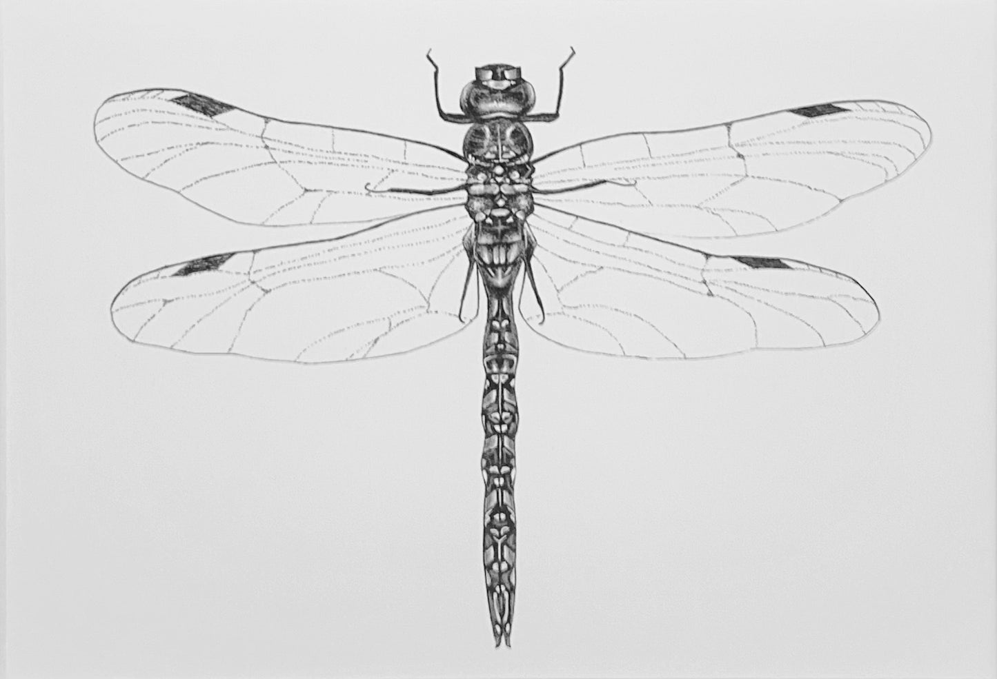 Dragonfly Art Print