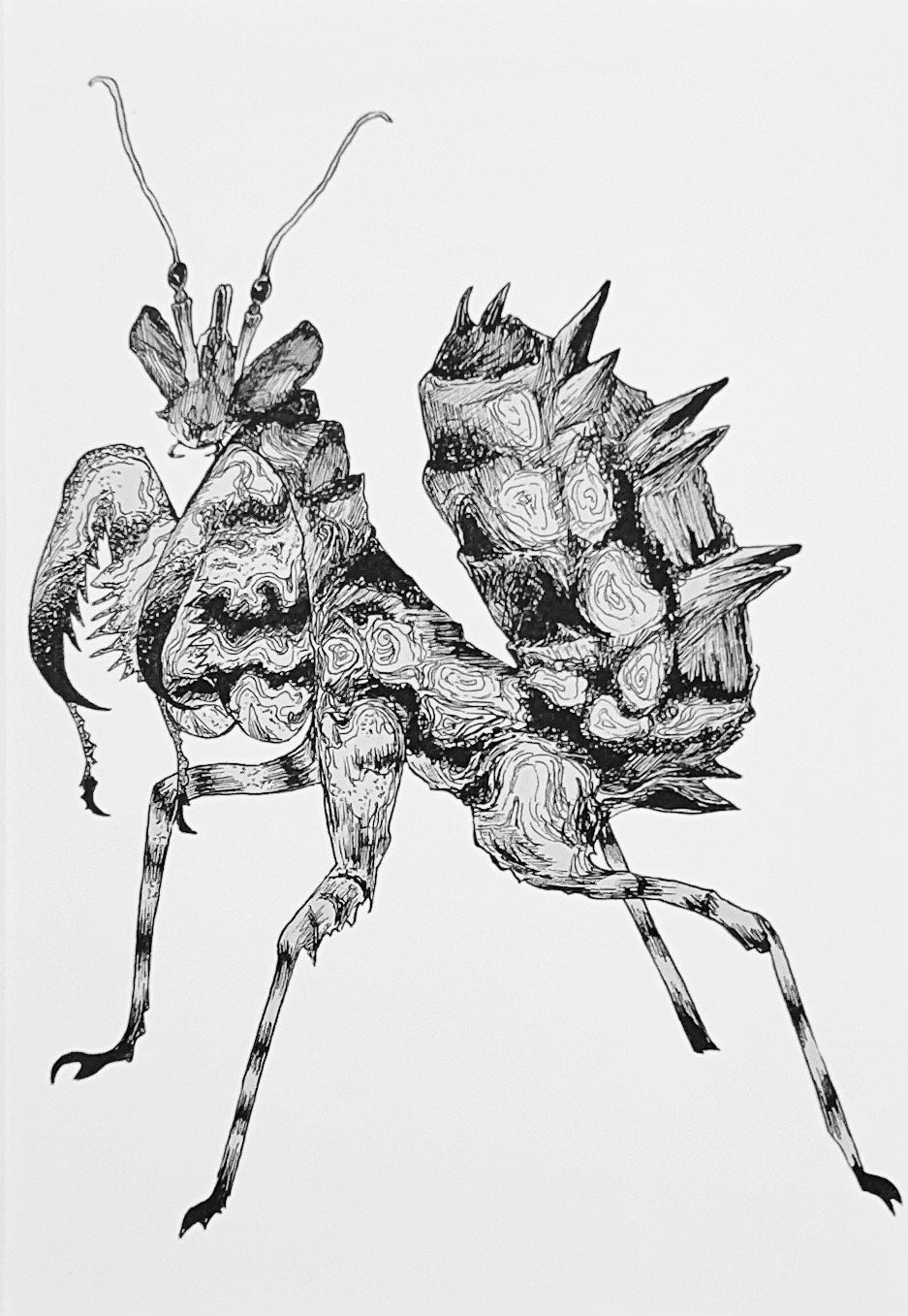 Spiny Flower Mantis Art Print