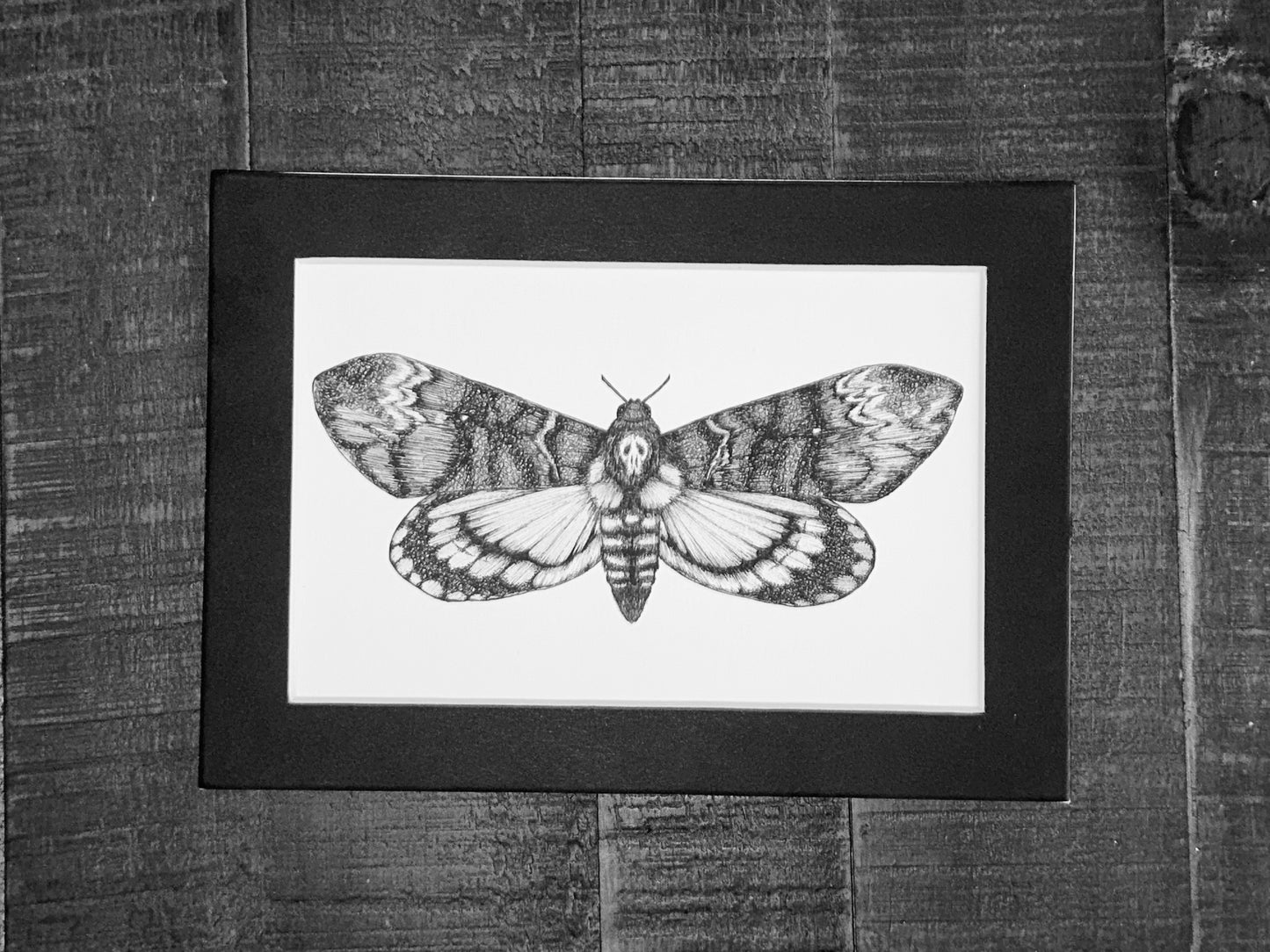 Death's-head Hawkmoth Art Print