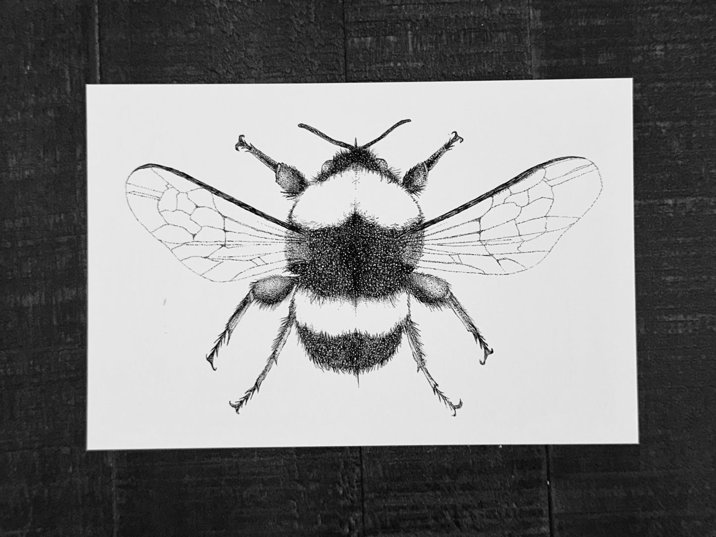 Bumblebee Art Print