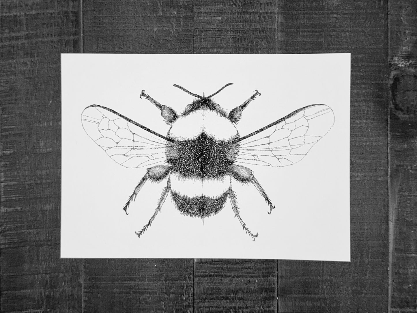 Bumblebee Art Print