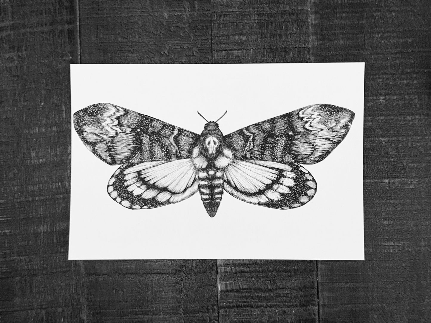 Death's-head Hawkmoth Art Print