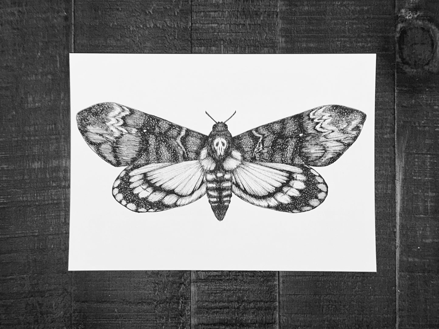 Death's-head Hawkmoth Art Print
