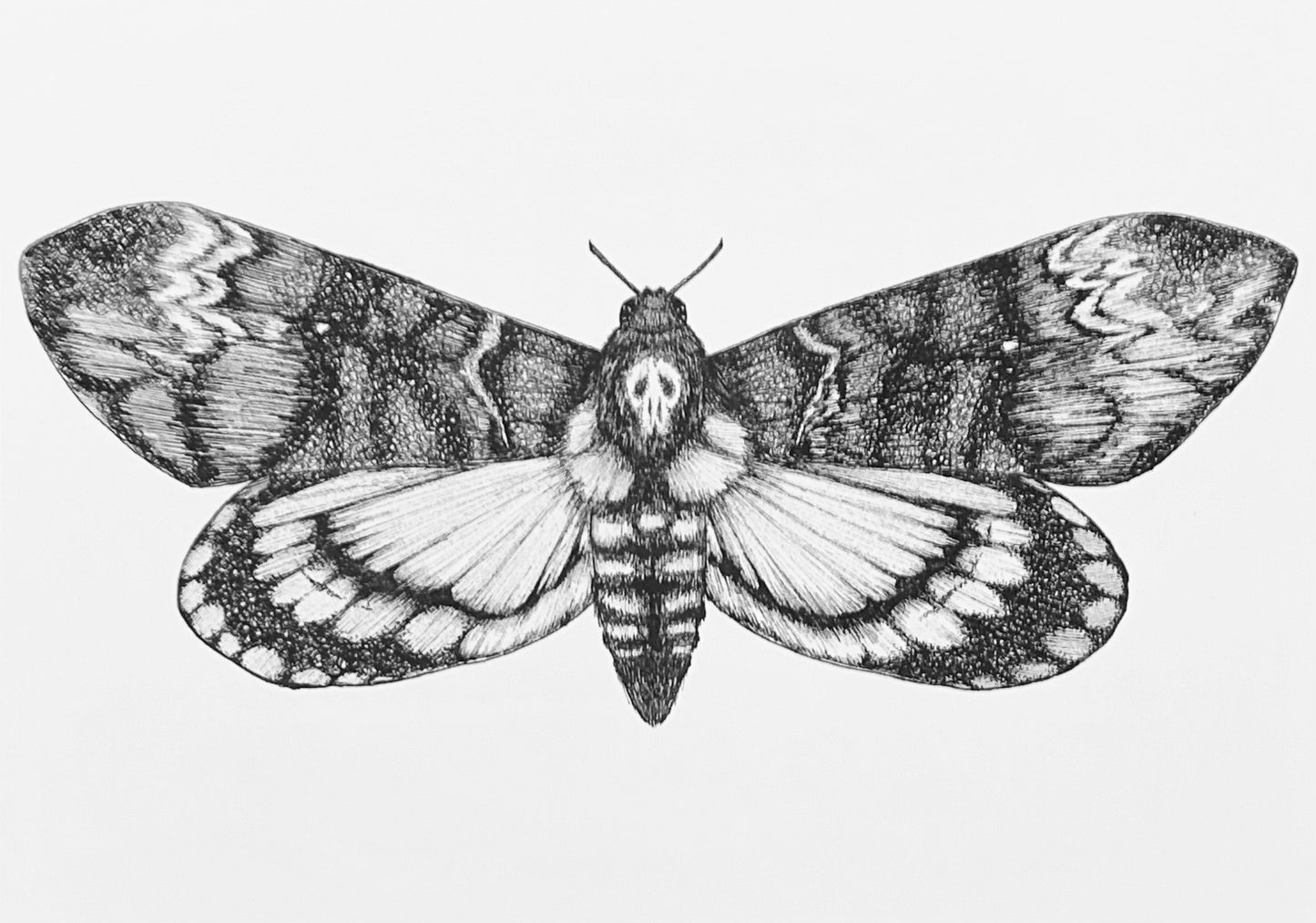 Death's-head Hawkmoth Art Print