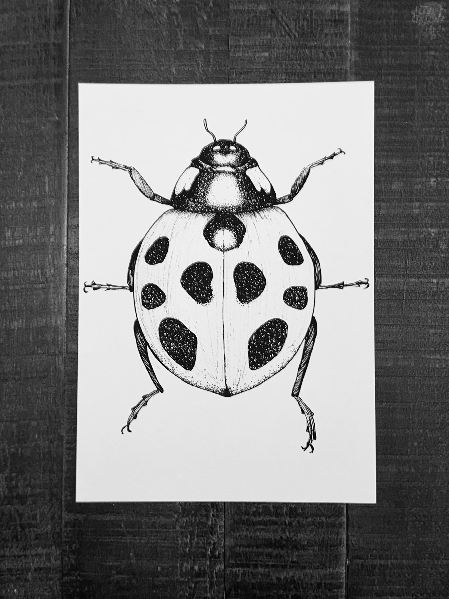Ladybug Art Print