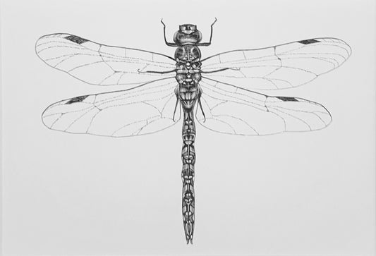 Dragonfly Art Print