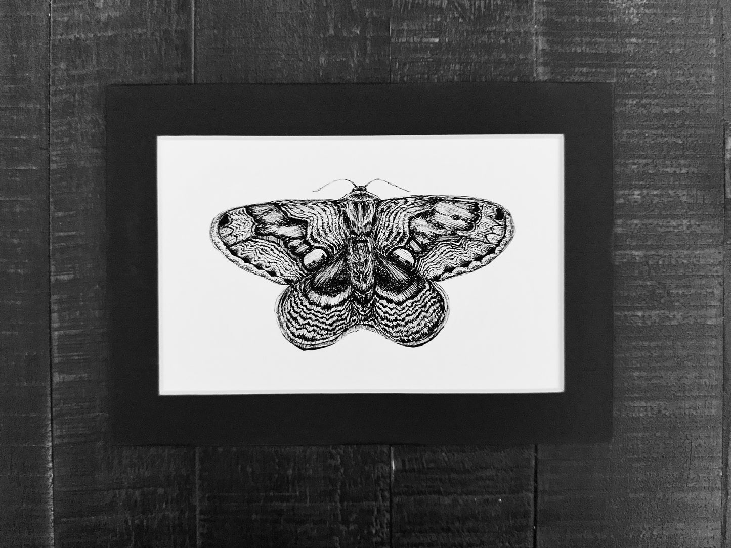 Wallich’s Owl Hawkmoth Art Print
