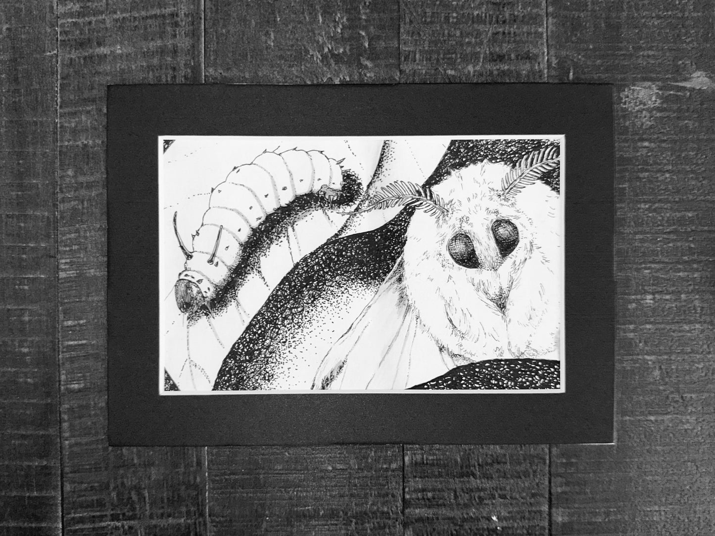 Rosy Maple Moth Art Print