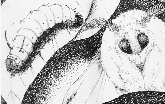 Rosy Maple Moth Art Print