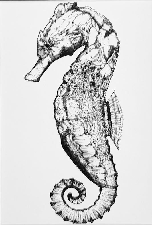 Seahorse Art Print